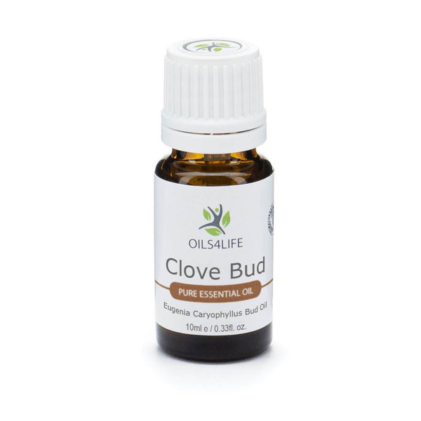 Clove Bud essential oil bottle with dried clove buds – Oils4life pure Eugenia caryophyllus oil