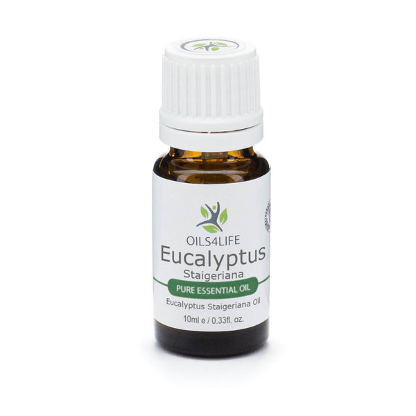 Eucalyptus Staigeriana essential oil bottle with lemon-scented eucalyptus leaves – Oils4life pure Eucalyptus staigeriana oil.