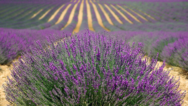 Amber bottle of French Lavender Essential Oil with sprigs of blooming lavender on a white background