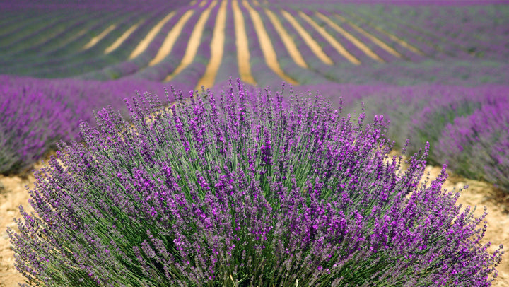 Amber bottle of French Lavender Essential Oil with sprigs of blooming lavender on a white background