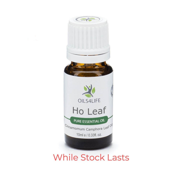 Ho Leaf Essential Oil - Cinnamomum Camphora Linalooliferum Leaf Oil - Oils4Life